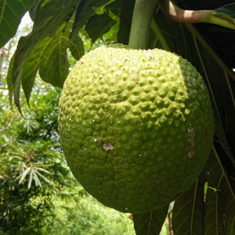 apa manfaat buah sukun
