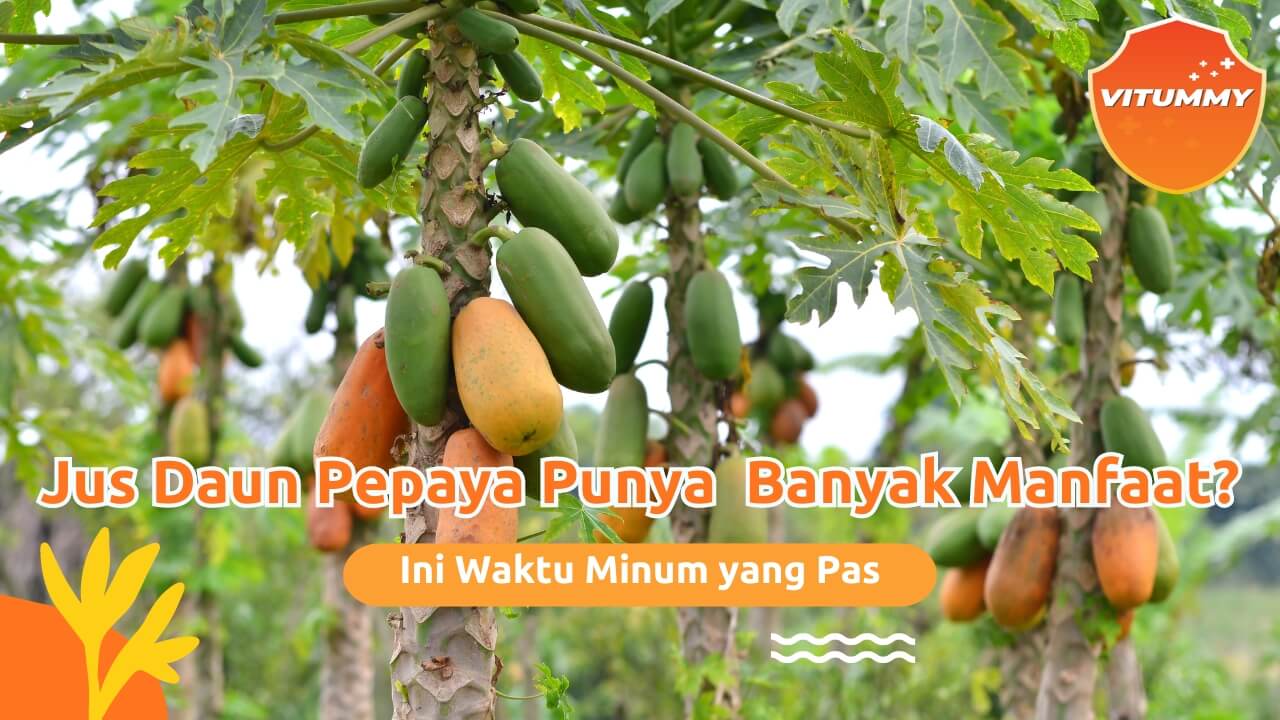 Waktu Terbaik Minum Jus Daun Pepaya